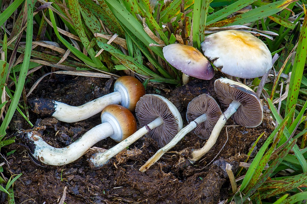 The Legality of Magic Mushrooms in California » Law Offices of Omar Figueroa