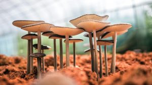 image of growing mushrooms